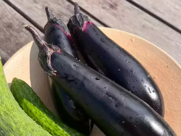 ナスを「生のまま」食べるなら？　農家直伝『ナスの使い分け術』がこちら