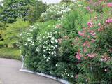 「むやみに触らないで！　道端で見かける「赤や白の花を咲かす木」の正体は…」の画像1