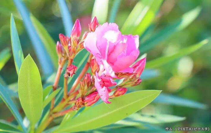 むやみに触らないで！　道端で見かける「赤や白の花を咲かす木」の正体は…