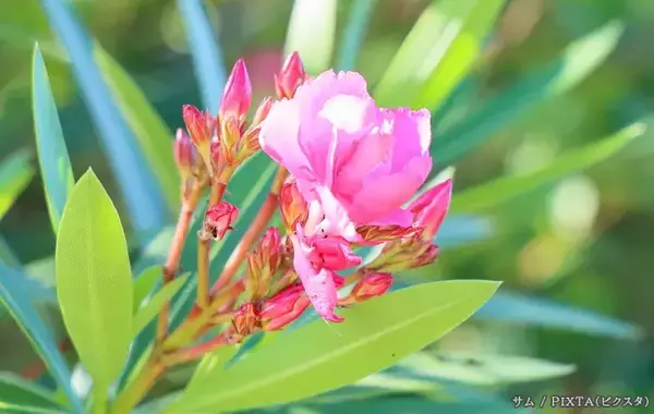 「むやみに触らないで！　道端で見かける「赤や白の花を咲かす木」の正体は…」の画像