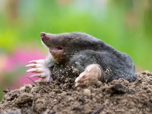 「獺祭の『獺』←この正体分かる？　泳ぎが得意な『動物』で…【難読漢字】」の画像