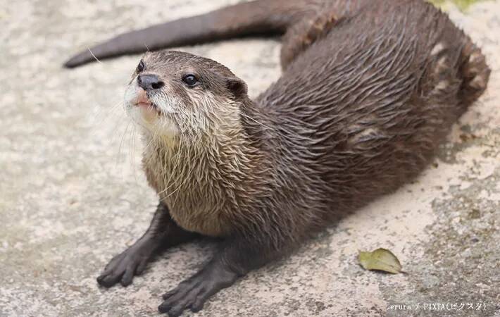 獺祭の『獺』←この正体分かる？　泳ぎが得意な『動物』で…【難読漢字】