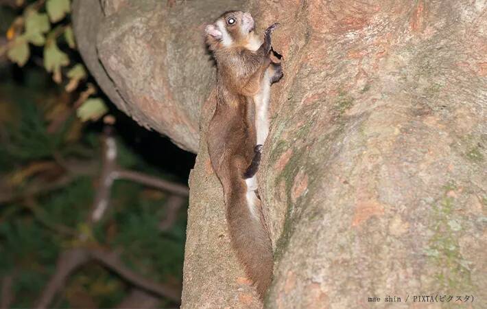 獺祭の『獺』←この正体分かる？　泳ぎが得意な『動物』で…【難読漢字】