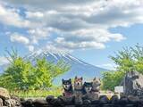 「富士山と4匹の柴犬を撮影したら？　水面に映る姿に「ハリウッド映画みたい」」の画像1