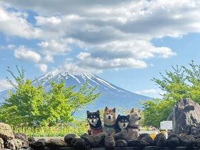 富士山と4匹の豆柴を撮影したら？　水面に映る姿に「ハリウッド映画みたい」
