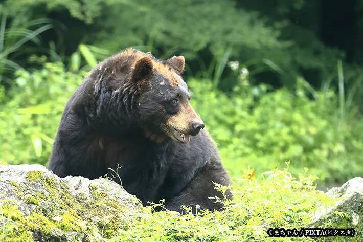 『米』や『高』を抑えて、選ばれたのは？　2025年の『今年の漢字』に「意外」「妥当」