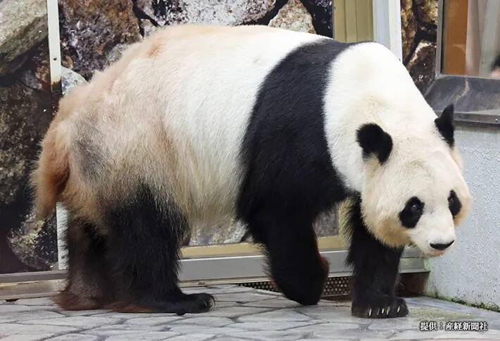 『米』や『高』を抑えて、選ばれたのは？　2025年の『今年の漢字』に「意外」「妥当」