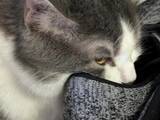 「「靴にダイブしてるんだけど…」　飼い主の靴に夢中な猫に「うちも同じ」「これはガチ」」の画像1