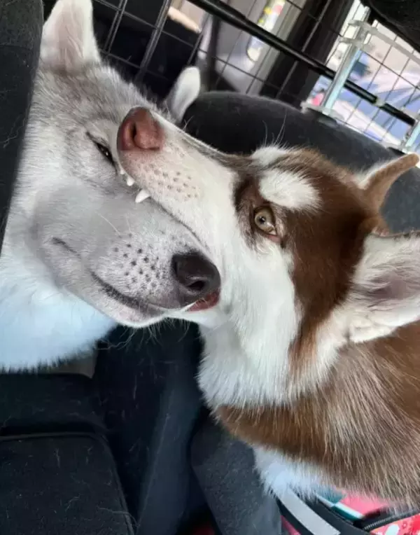 「兄妹犬と旅行中、後部座席に異変を感じ…？　車中での1枚に「吹き出した」「悟りの顔」」の画像