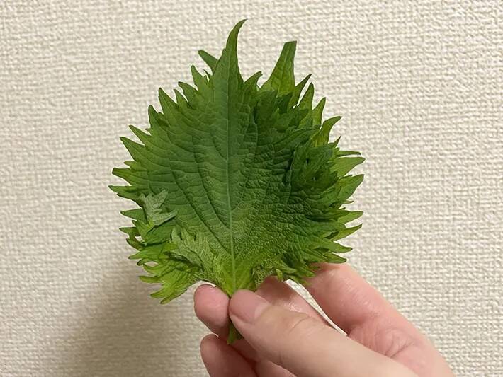 大葉は刻まず『砕く』！　電子レンジに3分入れるアイディアに「カリカリ食感」「大量消費にいい」
