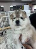 「たった1年で体重6倍に巨大化した愛犬　抱っこされた姿に「ギャップがたまらない」」の画像2