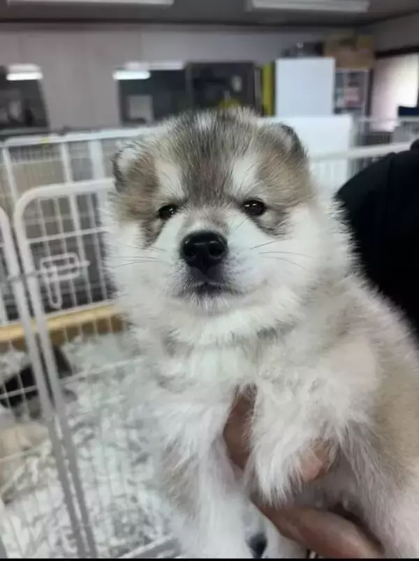 「たった1年で体重6倍に巨大化した愛犬　抱っこされた姿に「ギャップがたまらない」」の画像