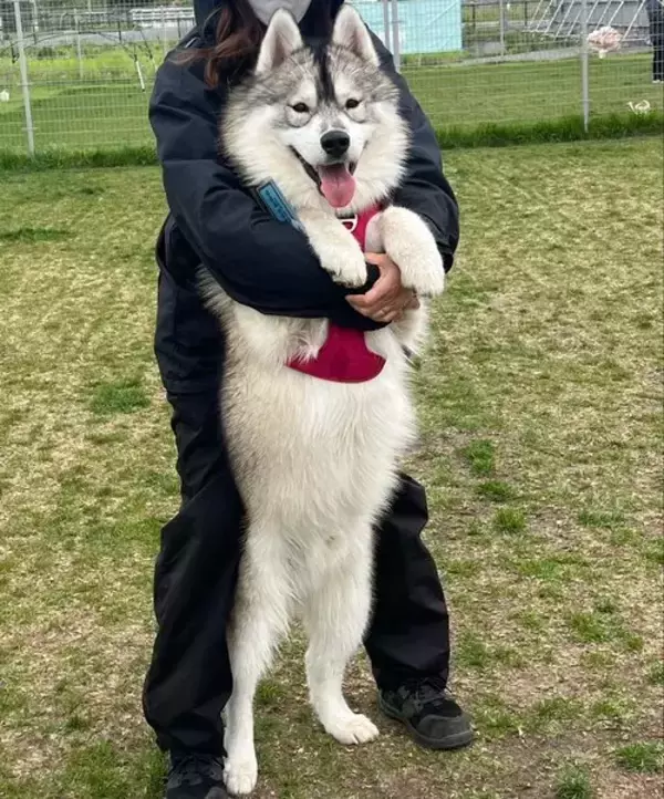 「たった1年で体重6倍に巨大化した愛犬　抱っこされた姿に「ギャップがたまらない」」の画像