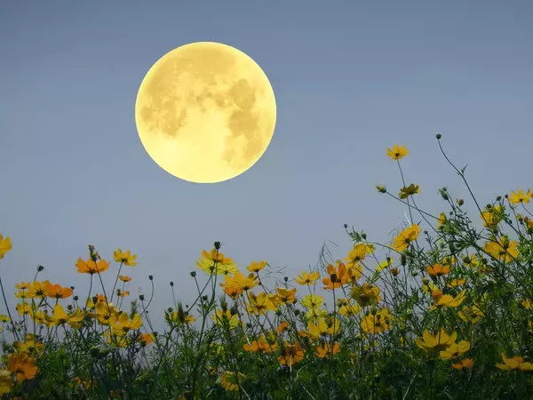 「年に一度の『フラワームーン』が来る！　ジンクスに「絶対見る！」「素敵すぎる」」の画像