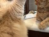 「立ち上がって本気の殴り合いをする2匹の猫　結末に「誰も傷つかない」「平和すぎる」」の画像1