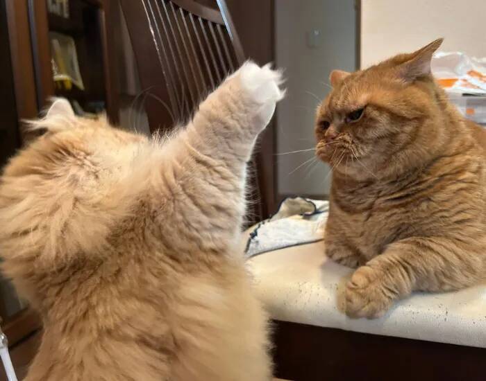 立ち上がって本気の殴り合いをする2匹の猫　結末に「誰も傷つかない」「平和すぎる」