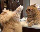 「立ち上がって本気の殴り合いをする2匹の猫　結末に「誰も傷つかない」「平和すぎる」」の画像2