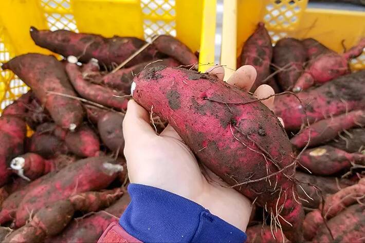 サツマイモは洗ってから保存する？　農業のプロに聞いた日持ちのコツ