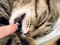 イタズラされても起きない猫に「愛しい」　しかし、数秒後？