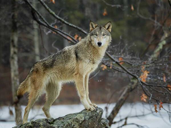 初めてオオカミの遠吠えを聞いた犬 次の瞬間 飼い主が大笑いしたワケは 22年8月15日 エキサイトニュース