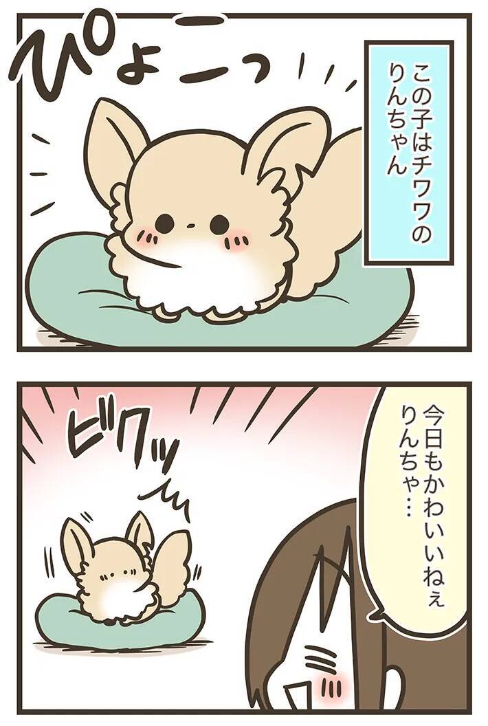 実家のチワワに好かれていない！？　三女とチワワの何気ない交流がクスッと笑える【漫画連載】