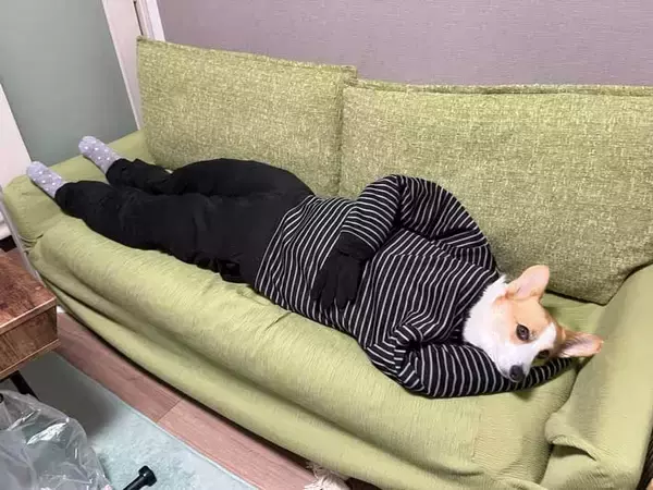 「子犬のコーギー　５年後の姿に「二度見した」「どういう状況？」」の画像