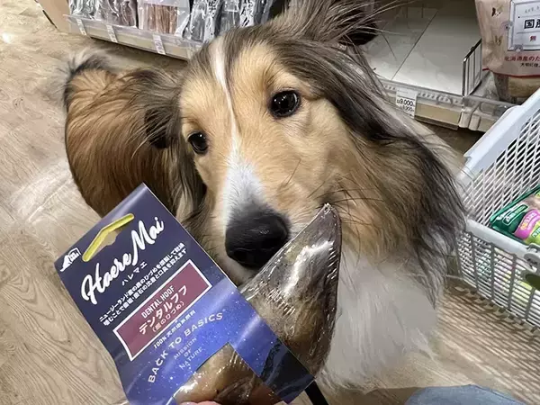 「『犬の幼稚園』で撮影された1枚に爆笑！まさかの表情に「悟り開いてる？」「はやく終わって…」」の画像