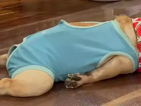 【アザラシ犬】夏の散歩から帰宅　くつろぐ犬の姿に「見た瞬間笑った」