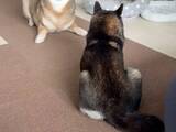 「飼い主「何この生き物」　遊びに誘う柴犬の顔面が？「アザラシかな」「変異種」」の画像1