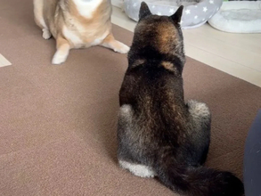 飼い主「何この生き物」　遊びに誘う柴犬の顔面が？「アザラシかな」「変異種」