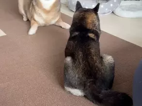 飼い主「何この生き物」　遊びに誘う柴犬の顔面が？「アザラシかな」「変異種」