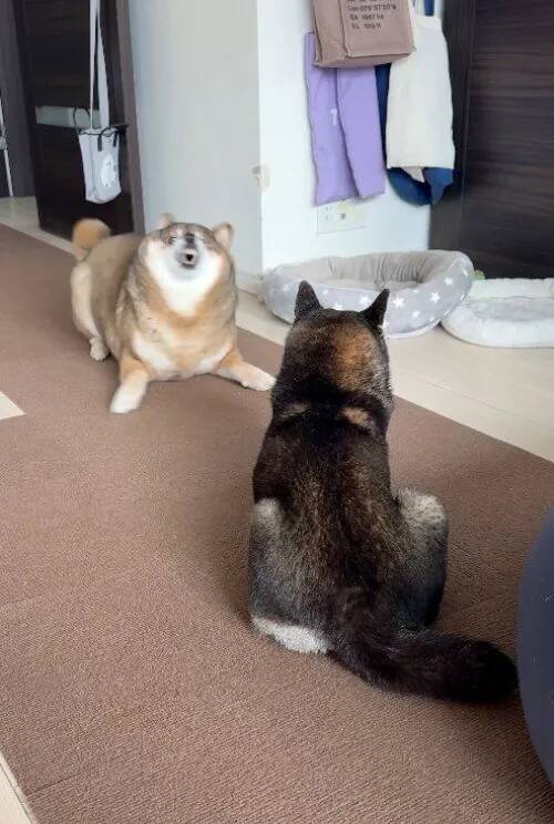 飼い主「何この生き物」　遊びに誘う柴犬の顔面が？「アザラシかな」「変異種」