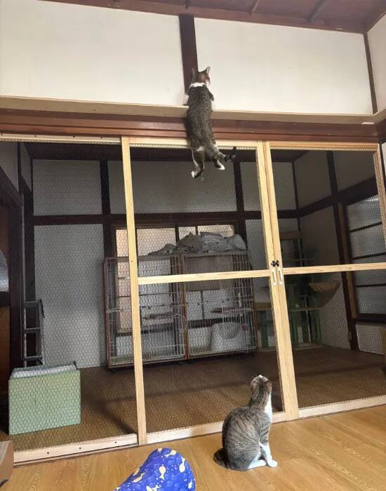 上にぶら下がる猫と下で見つめる猫　謎の光景に「鳶の親方と見習い」