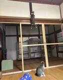 「上にぶら下がる猫と下で見つめる猫　謎の光景に「鳶の親方と見習い」」の画像2
