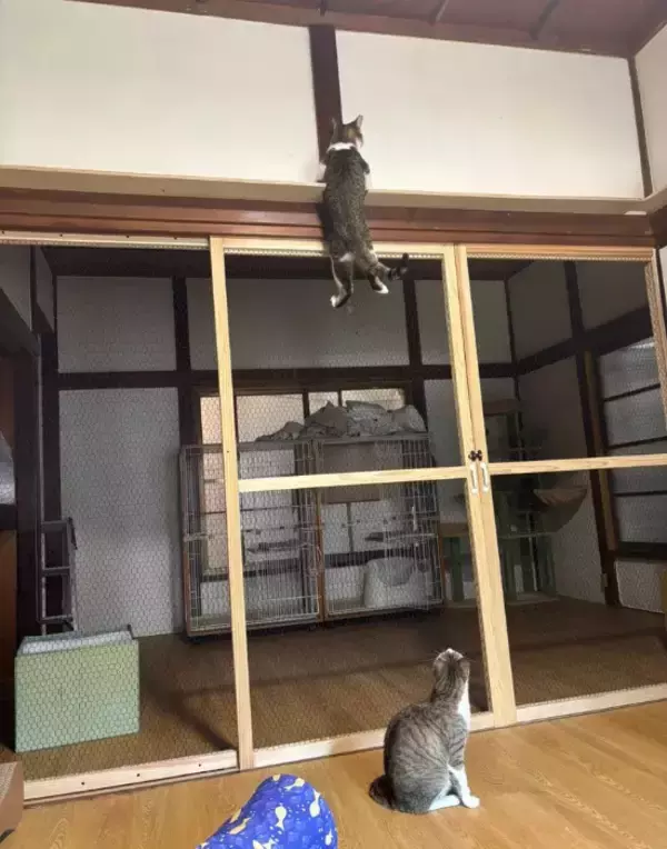 「上にぶら下がる猫と下で見つめる猫　謎の光景に「鳶の親方と見習い」」の画像