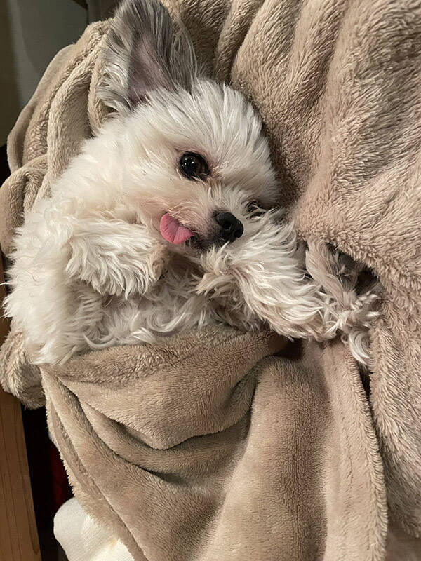 殺処分寸前で保護された犬が ５年後 現在の姿に 涙が出た 泣ける 22年5月5日 エキサイトニュース