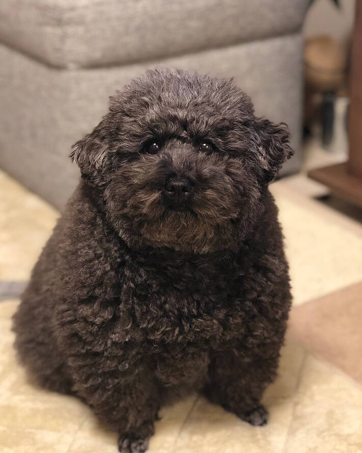 まるでぬいぐるみ トイプードル 夏と冬で こんなに変わるのか 22年3月16日 エキサイトニュース まるでぬいぐるみ トイプードル 夏と冬で こんなに変わるのか 22年3月16日 エキサイトニュース