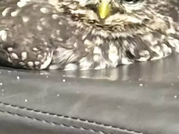 椅子の上で『餅』がにらみつけている…　写真に「お顔と体のギャップ」「かわいい」