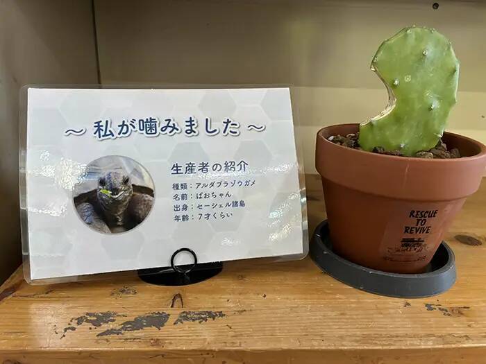 ウミガメ公園が『サボテン』を販売　その理由に「待って、欲しすぎる」「発想に拍手」