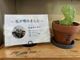 「ウミガメ公園が『サボテン』を販売　その理由に「待って、欲しすぎる」「発想に拍手」」の画像2