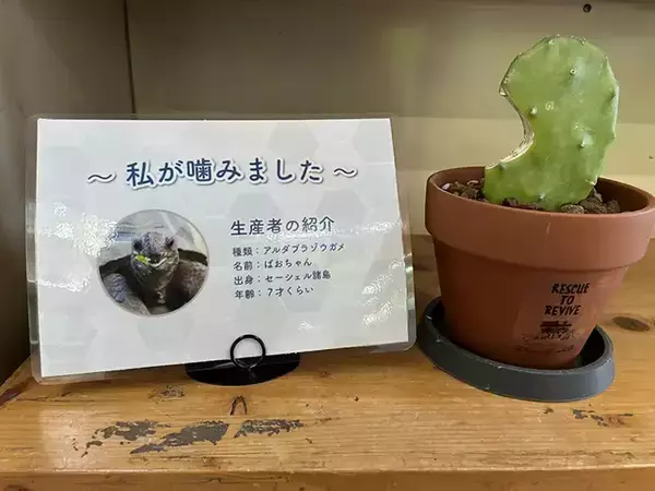 「ウミガメ公園が『サボテン』を販売　その理由に「待って、欲しすぎる」「発想に拍手」」の画像