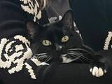 「「そのドヤ顔なに？」　友人に甘える猫の表情に「顔がすべてを物語ってる」」の画像1