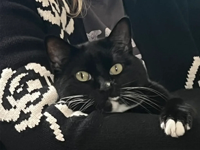 「そのドヤ顔なに？」　友人に甘える猫の表情に「顔がすべてを物語ってる」