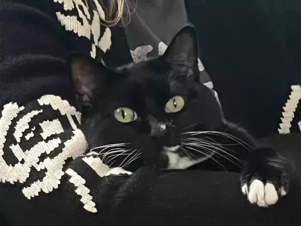 「そのドヤ顔なに？」　友人に甘える猫の表情に「顔がすべてを物語ってる」