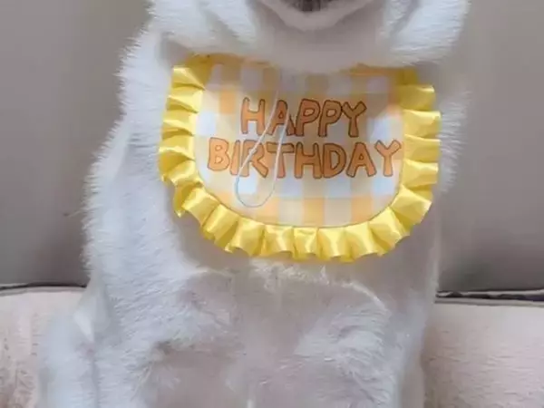 誕生日写真でガチガチに…！　柴犬の『かたい表情』に「たまらん」「真面目なのね」