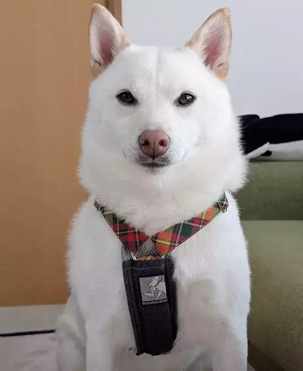 「誕生日写真でガチガチに…！　柴犬の『かたい表情』に「たまらん」「真面目なのね」」の画像