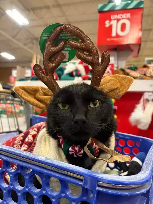 「「仕返しを企んでる」「今すぐチュ～ルをあげて！」　クリスマスの帽子を被った猫の『表情』が…？」の画像