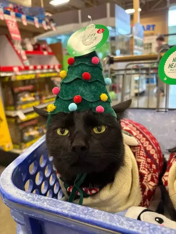 「「仕返しを企んでる」「今すぐチュ～ルをあげて！」　クリスマスの帽子を被った猫の『表情』が…？」の画像