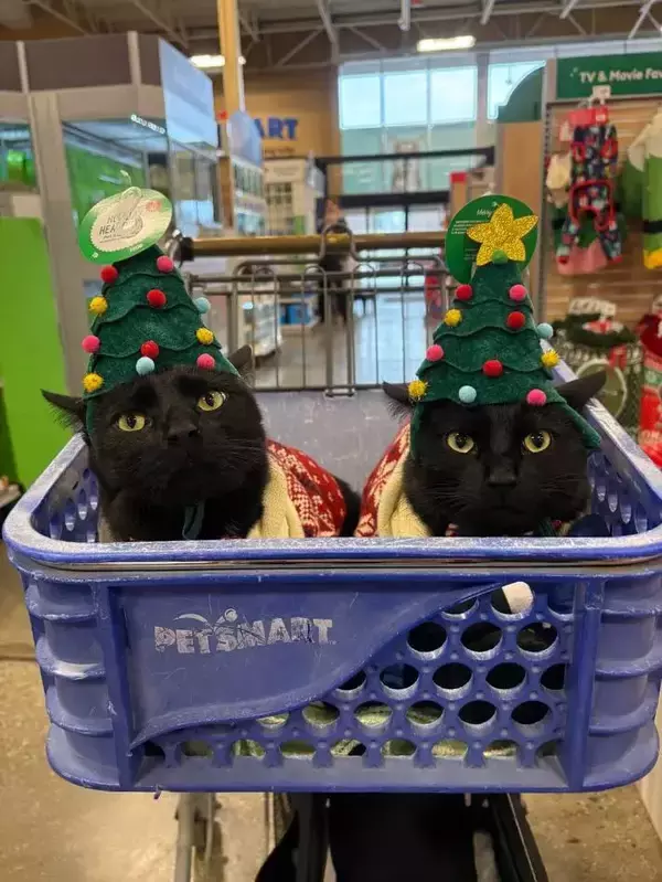 「「仕返しを企んでる」「今すぐチュ～ルをあげて！」　クリスマスの帽子を被った猫の『表情』が…？」の画像