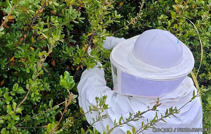家にできたハチの巣、自分で取る前に？　KINCHOに聞いた注意点